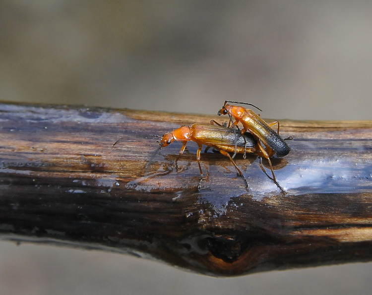 Rhagonycha fulva  - Uniti per sempre